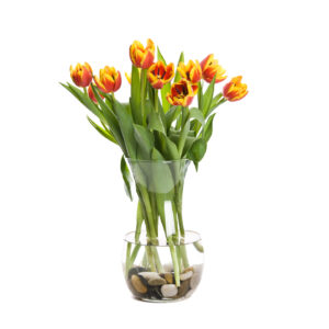 A shot of tulips in a vase